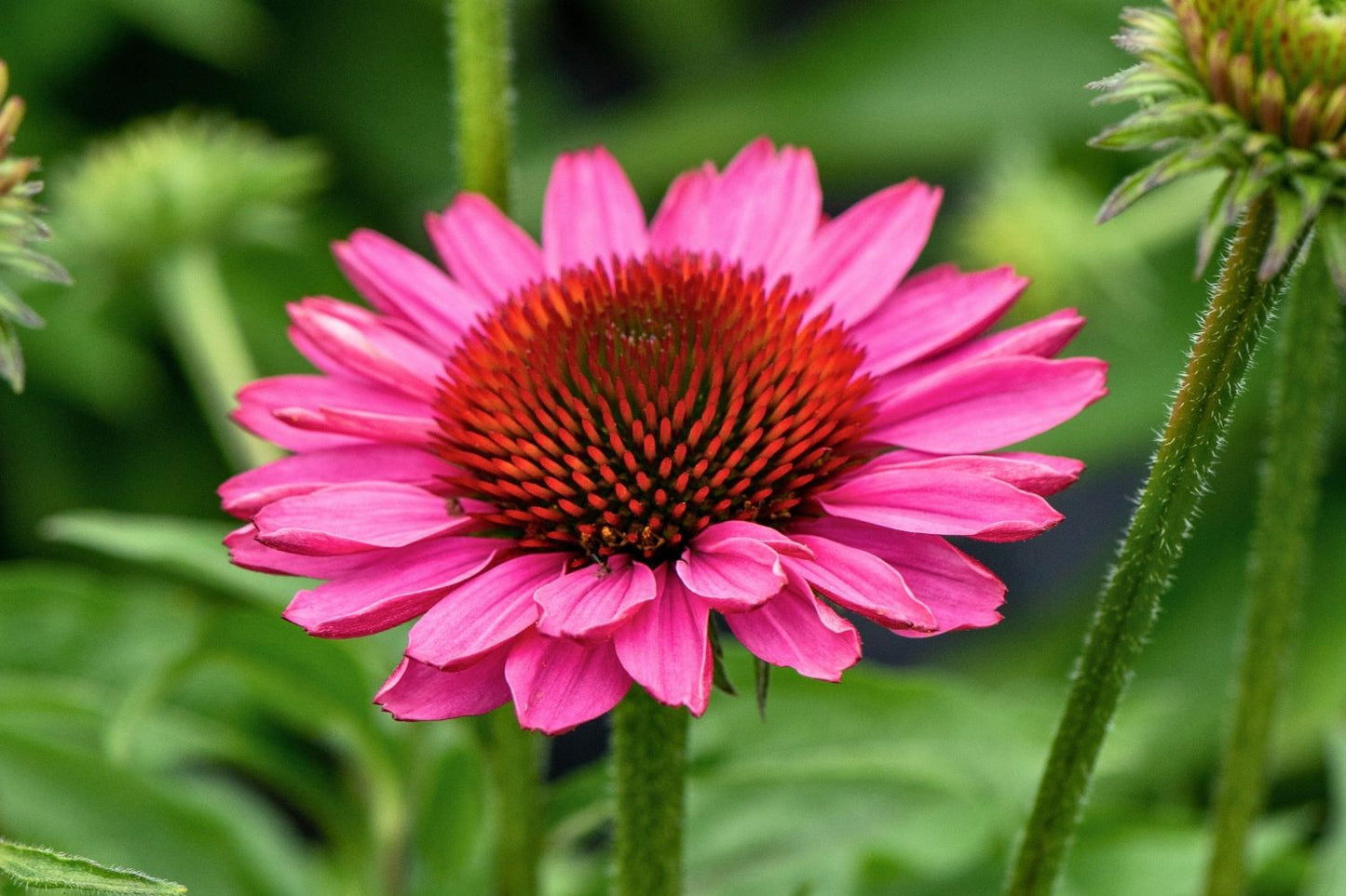 Echinacea 'SunMagic Vintage Pink' ® Scheinsonnenhut