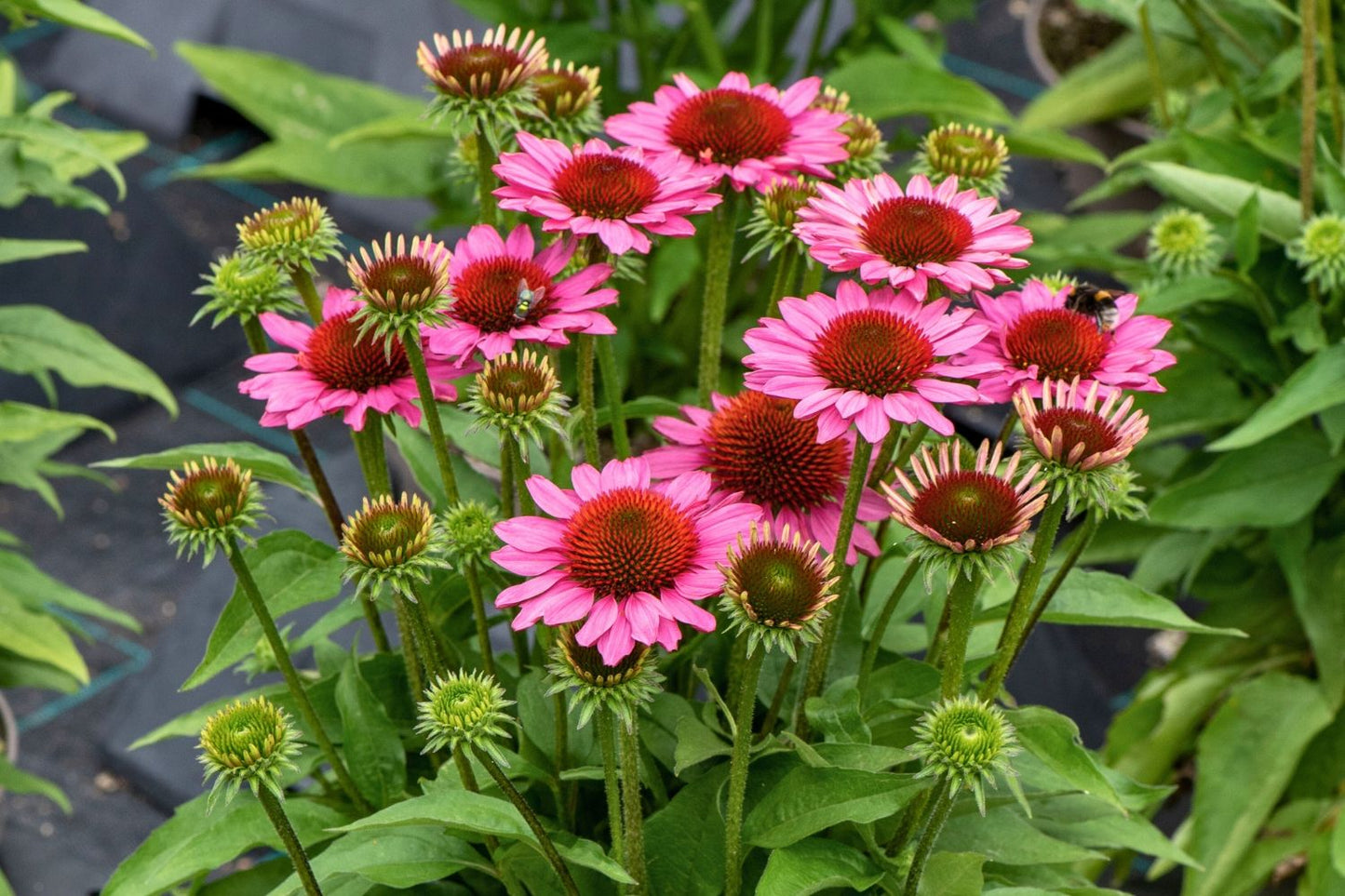 Echinacea 'SunMagic Vintage Pink' ® (Scheinsonnenhut)