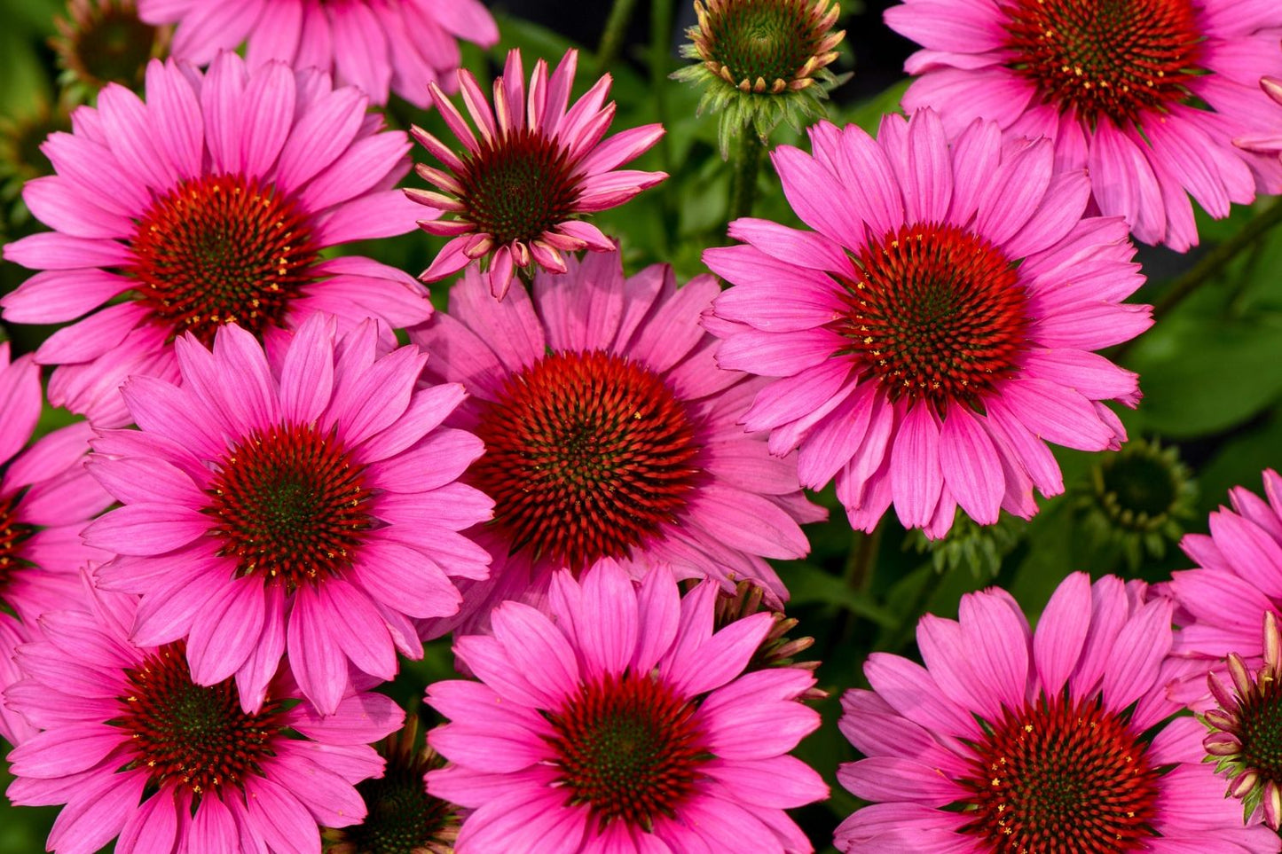 Echinacea 'SunMagic Vintage Pink' ® (Scheinsonnenhut)