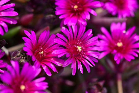 Delosperma 'Desert Dancer Purple' ® Mittagsblume
