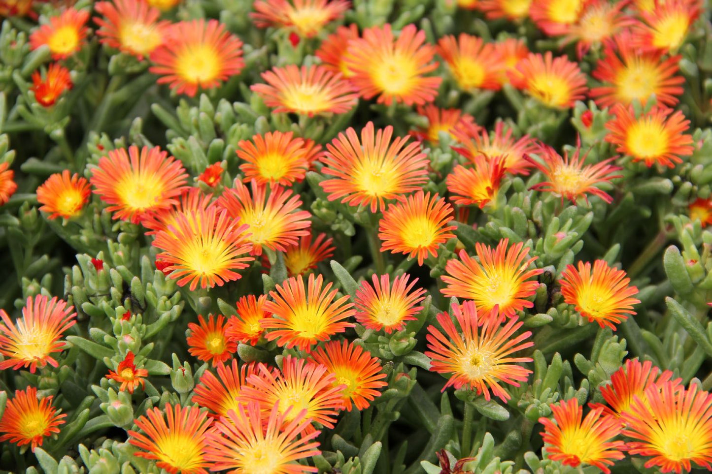 Delosperma Wheels of Wonder ® 'Orange' Mittagsblume