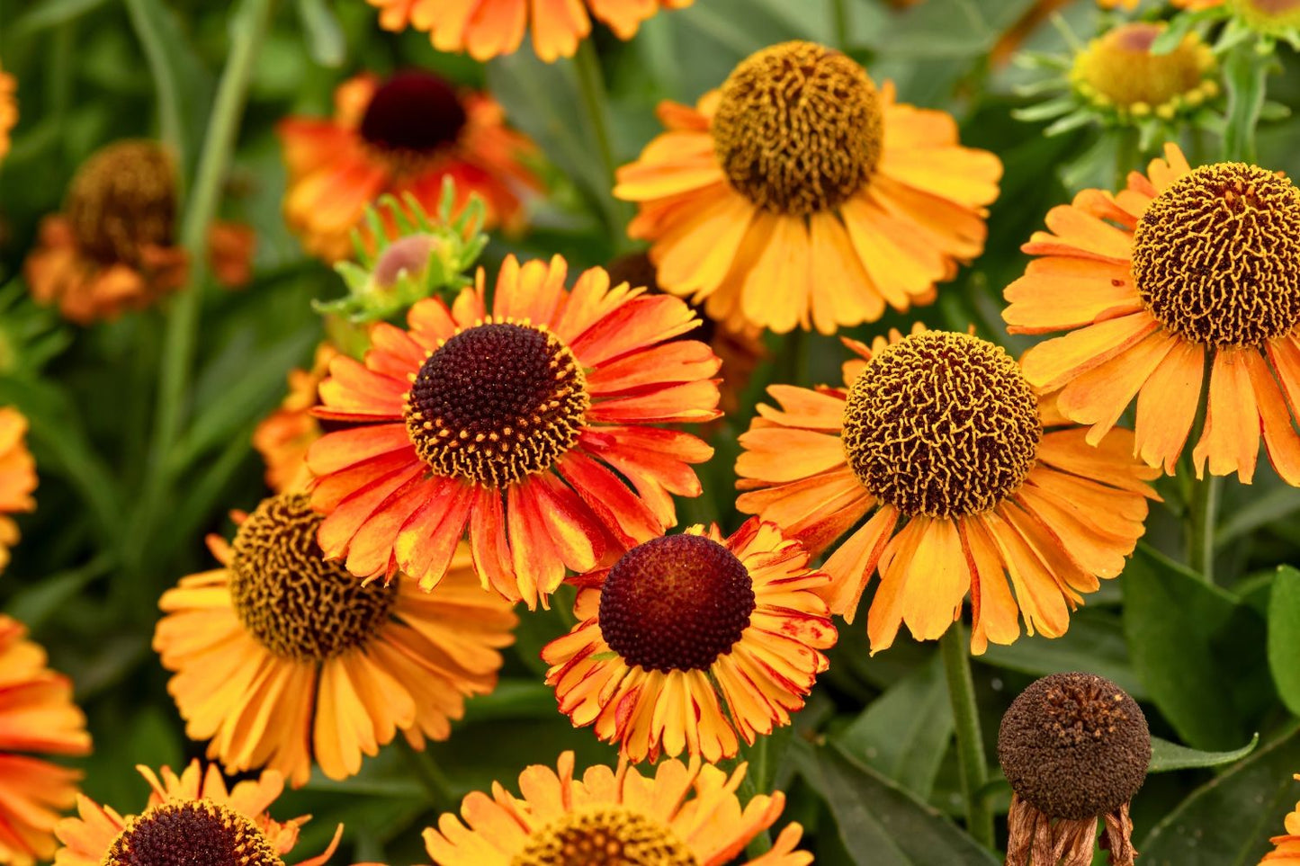 Helenium 'Short 'n' Sassy' ® (Sonnenbraut)