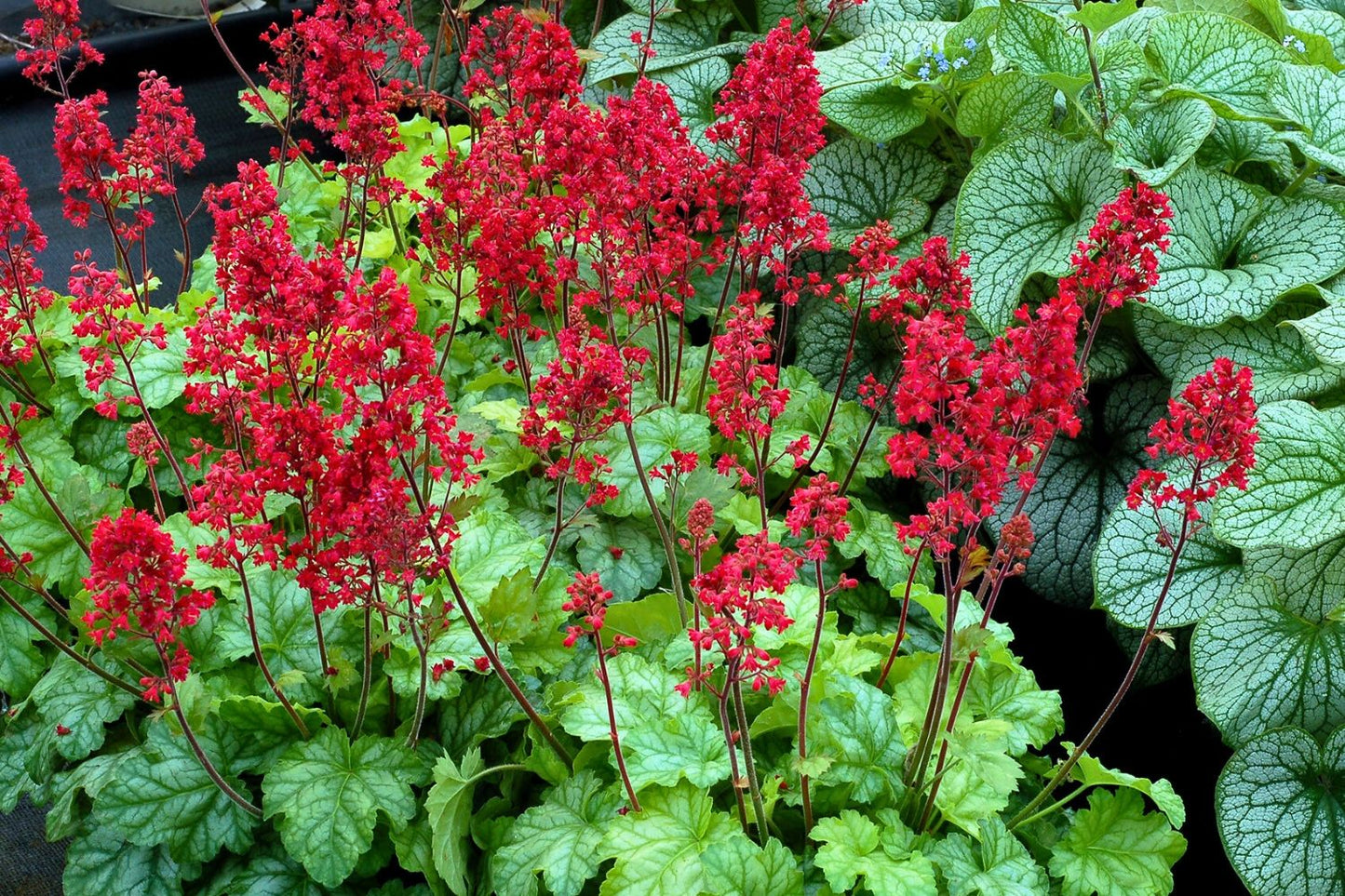 Heuchera 'Tokyo' Purpurglöckchen