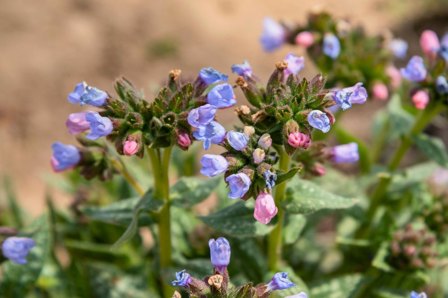 Pulmonaria 'Twinkle Toe' Lungenkraut