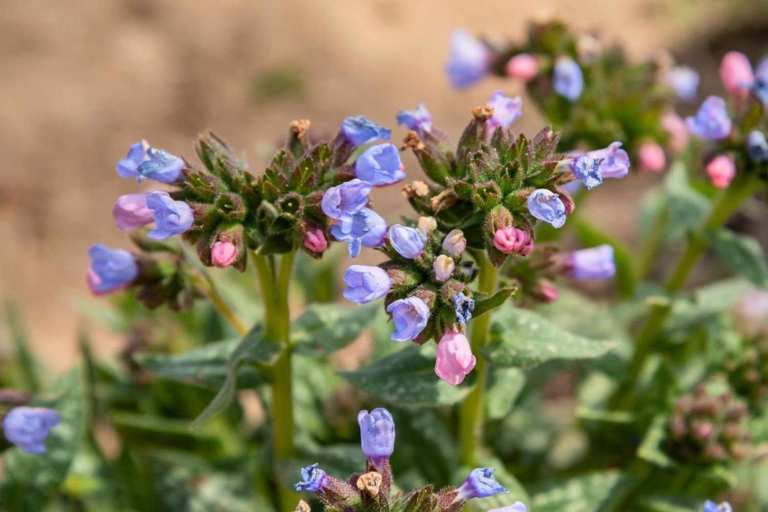 Pulmonaria 'Twinkle Toe' Lungenkraut