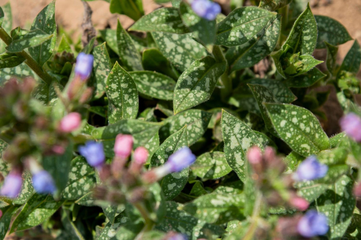 Pulmonaria 'Twinkle Toe' (Lungenkraut)