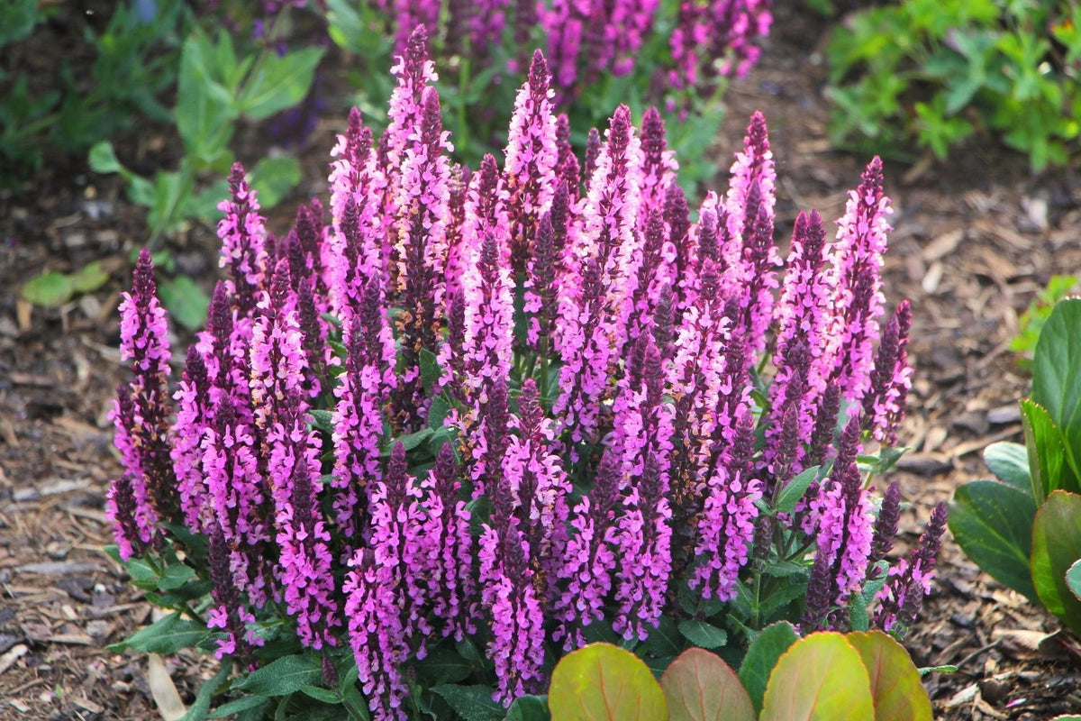 Salvia nemorosa 'Royal Magenta' (Ziersalbei)