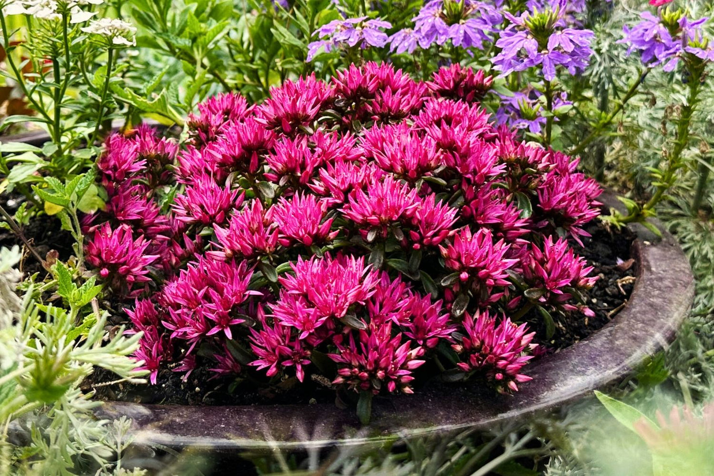 Sedum spurium 'Spot on® Deep Rose' Teppich-Fetthenne