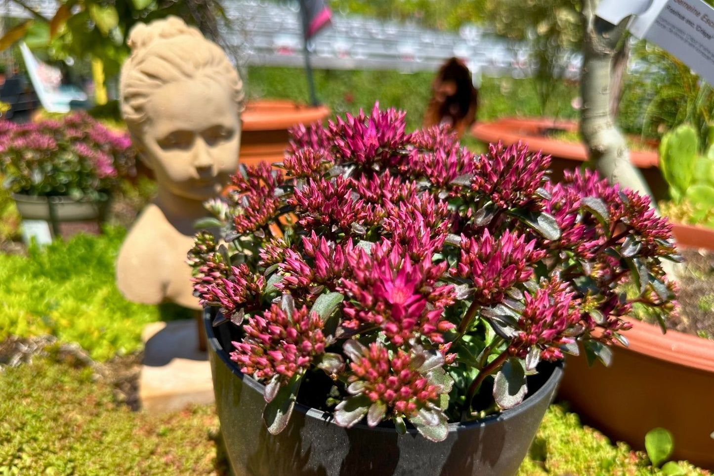 Sedum spurium 'Spot on® Deep Rose' (Teppich-Fetthenne)