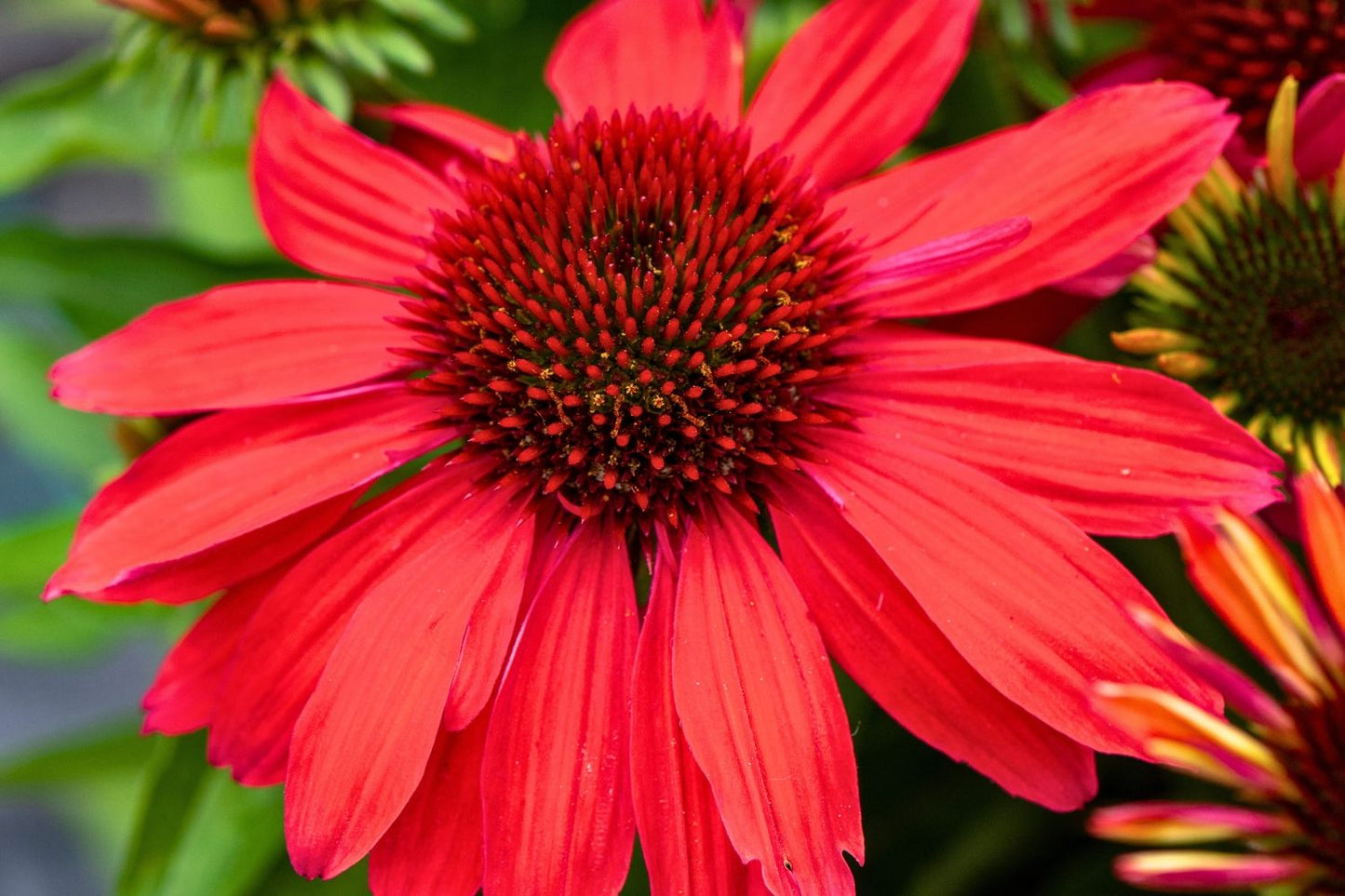 Echinacea 'SunMagic Vintage Ruby' ® Scheinsonnenhut