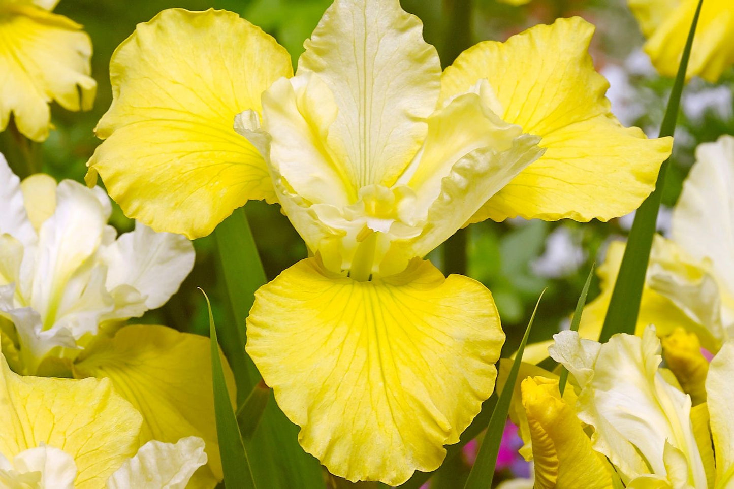 Iris sibirica 'Kiss the Girl' Sibirische Schwertlilie
