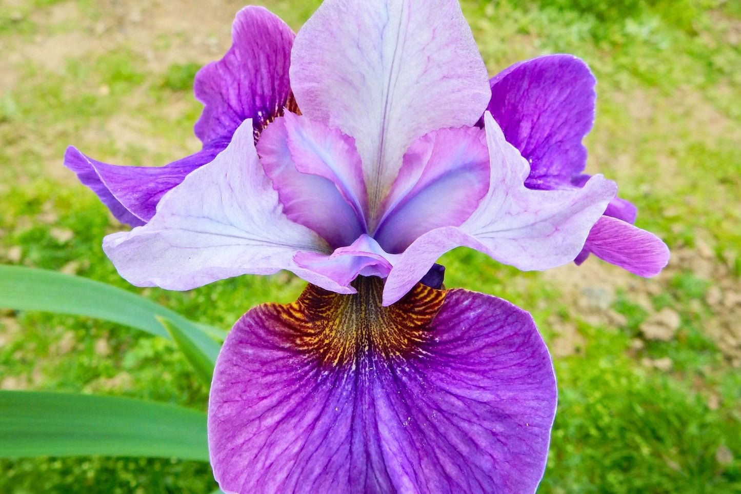 Iris sibirica 'Light of Heart' Sibirische Schwertlilie