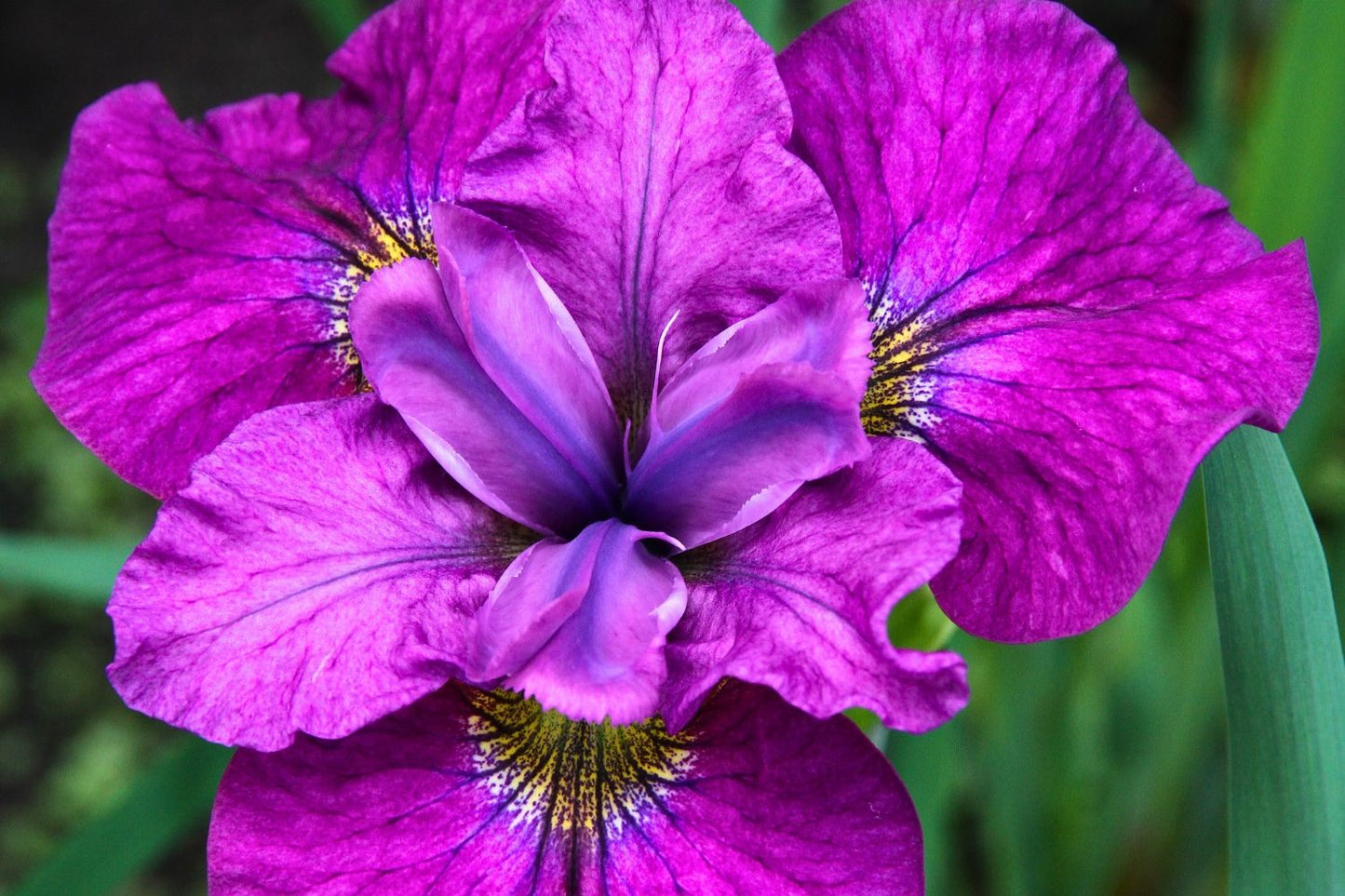 Iris sibirica 'See Ya Later' Sibirische Schwertlilie