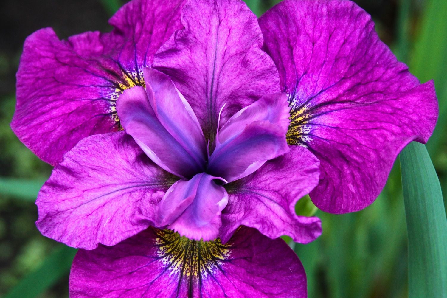 Iris sibirica 'See Ya Later' Sibirische Schwertlilie