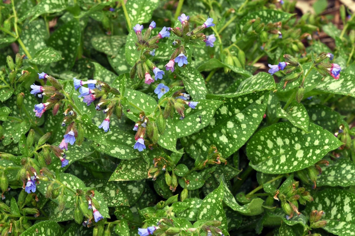 Brunnera-Paket 'Frosty' (Blatt- und Blütenschmuck in kühl-eleganten Tönen)