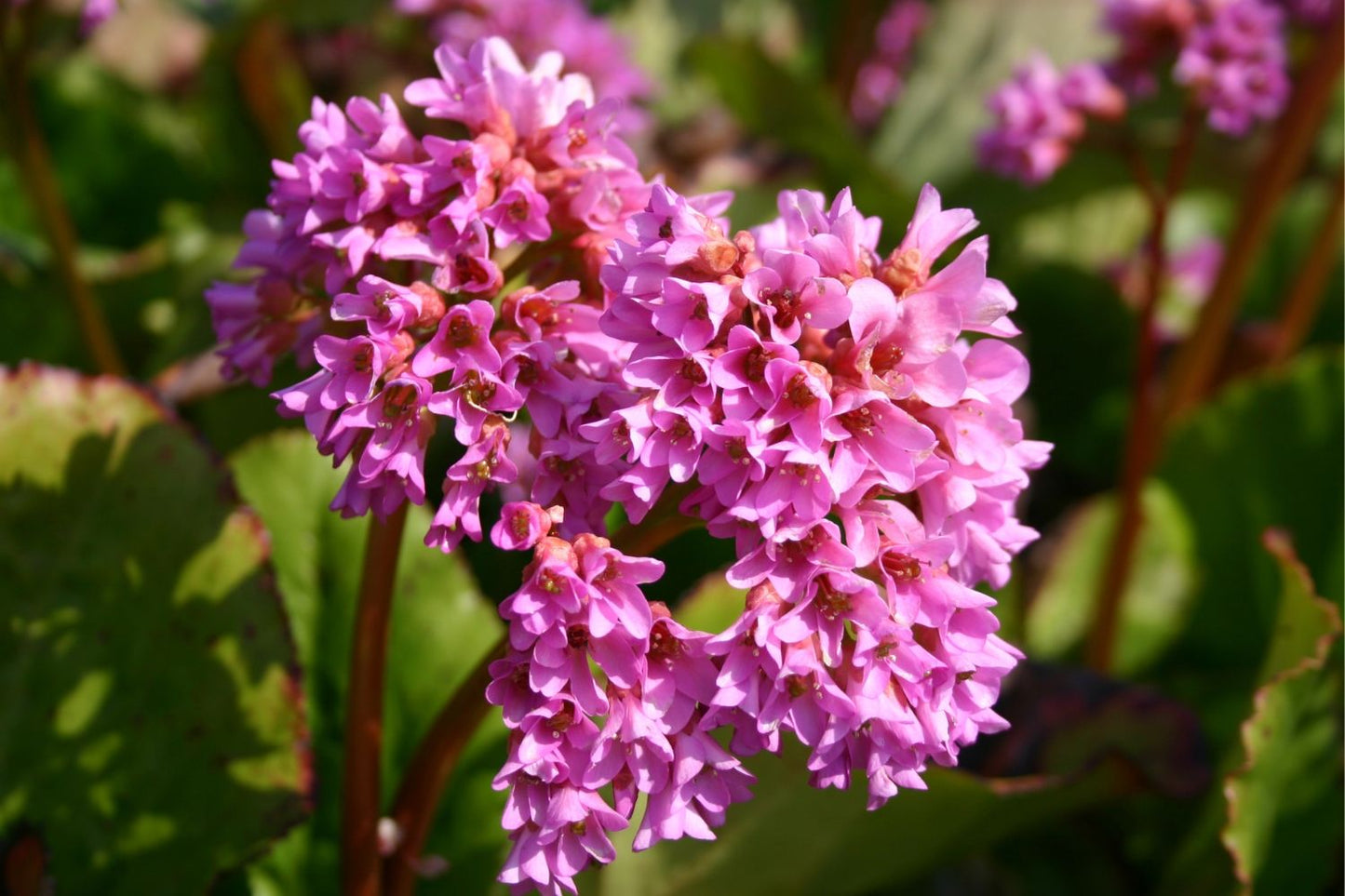 Brunnera-Paket 'Sweetie' (Blatt- und Blütenschmuck in sanften Farben)