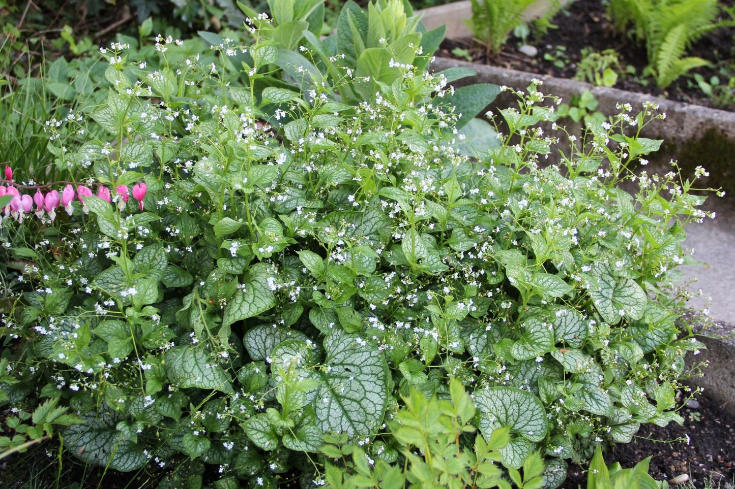 Brunnera-Paket 'Sweetie' (Blatt- und Blütenschmuck in sanften Farben)