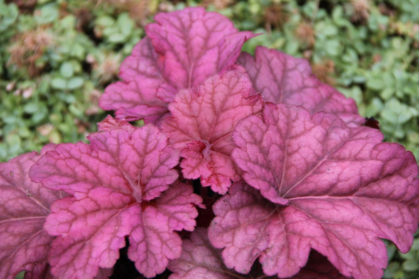 Brunnera-Paket 'Sweetie' (Blatt- und Blütenschmuck in sanften Farben)