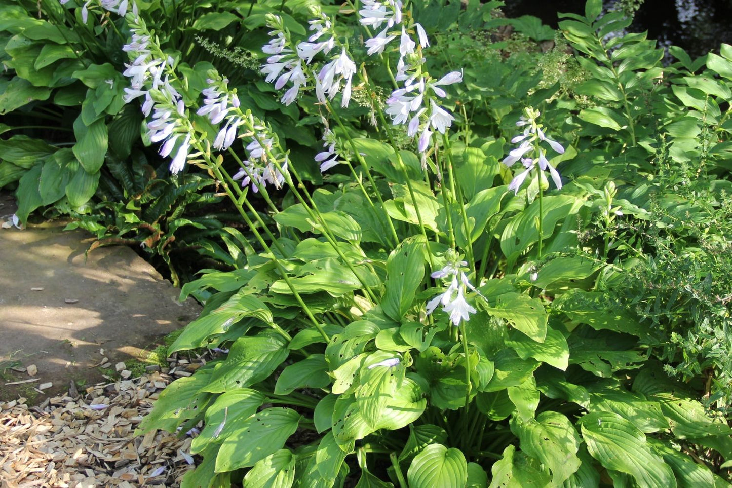 Brunnera-Paket 'Sweetie' (Blatt- und Blütenschmuck in sanften Farben)