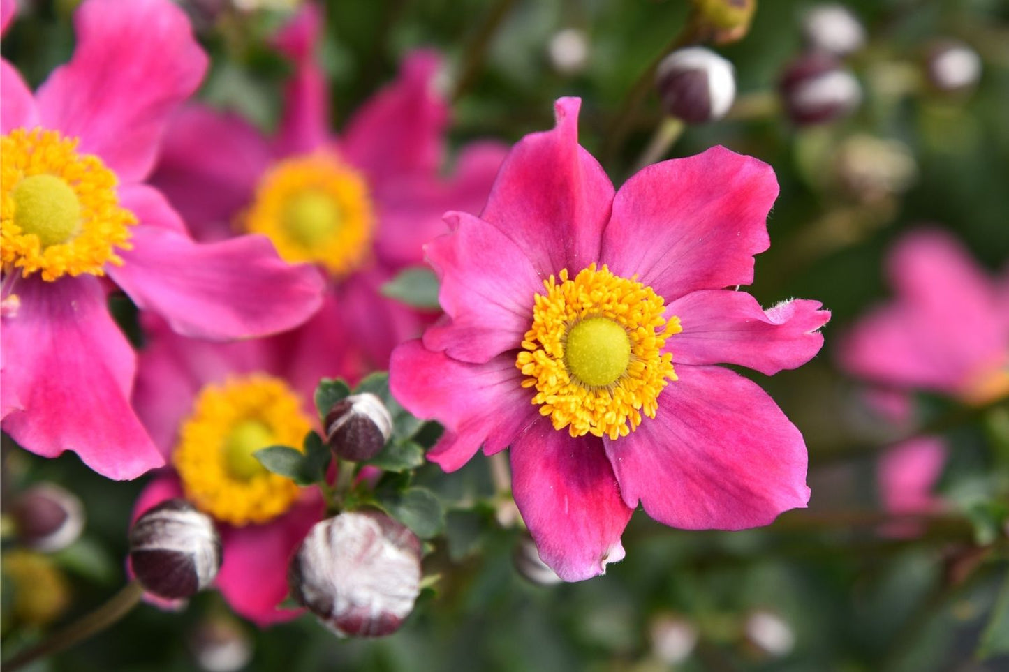 Anemone 'Summer Breeze Vibrant Pink' Herbstanemone