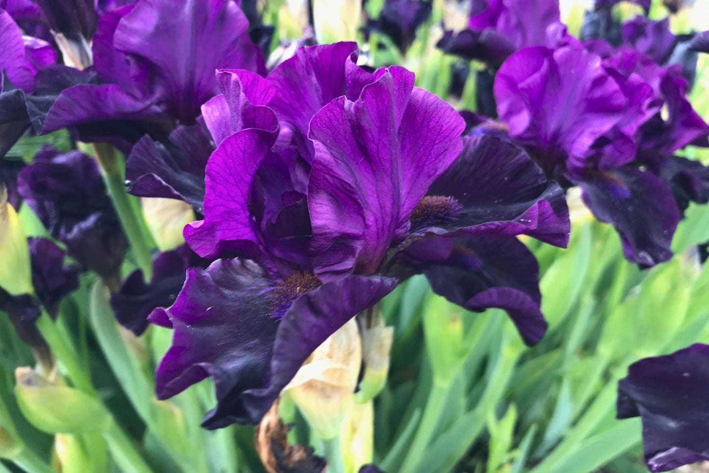 Iris Barbata-Media 'Il Fait Nuit' Mittelhohe Bartschwertlilie