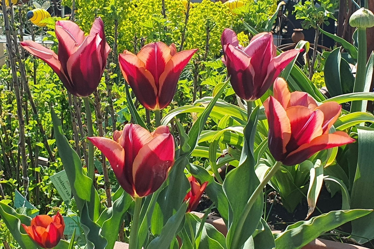 Tulipa 'Slawa' (Triumph-Tulpe)