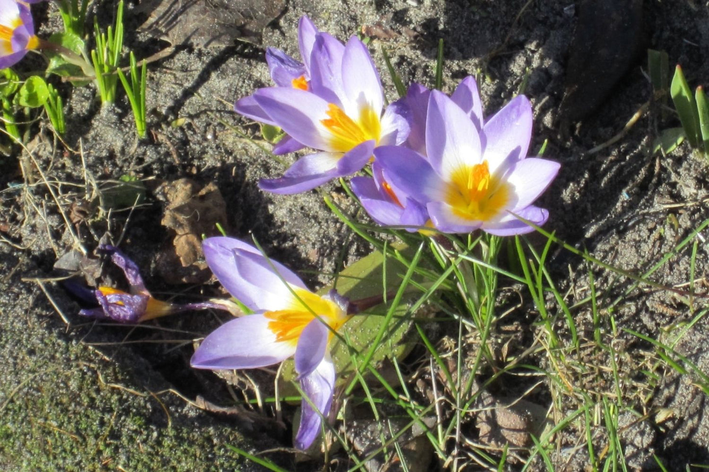 Crocus sieberi ssp. sublimis 'Tricolor' Sieber-Krokus