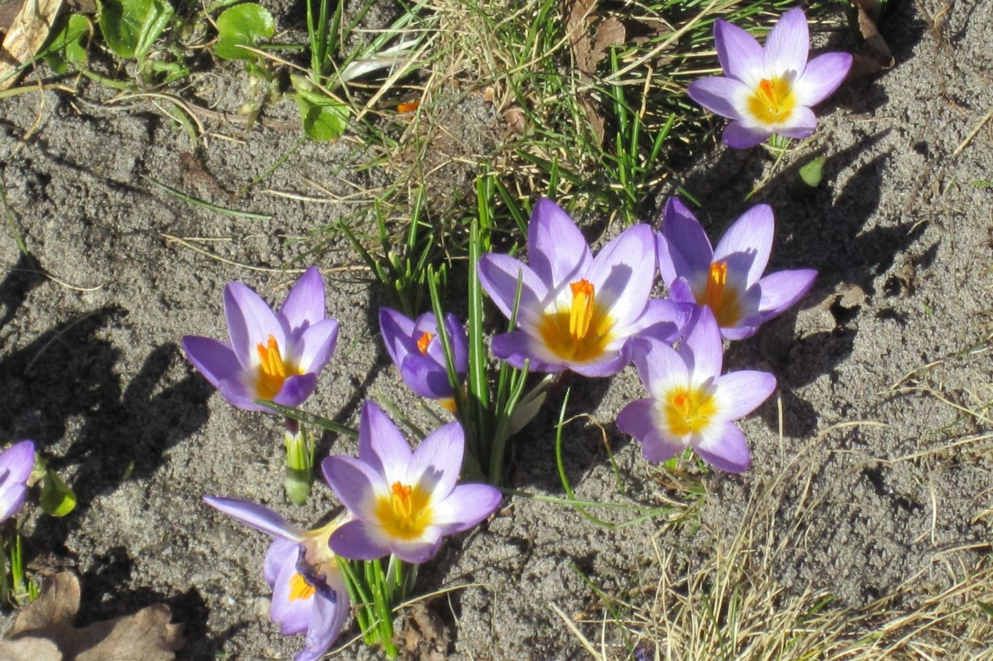 Crocus sieberi ssp. sublimis 'Tricolor' (Sieber-Krokus)