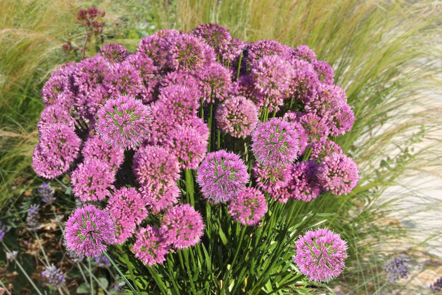 Allium 'Serendipity' Zierlauch