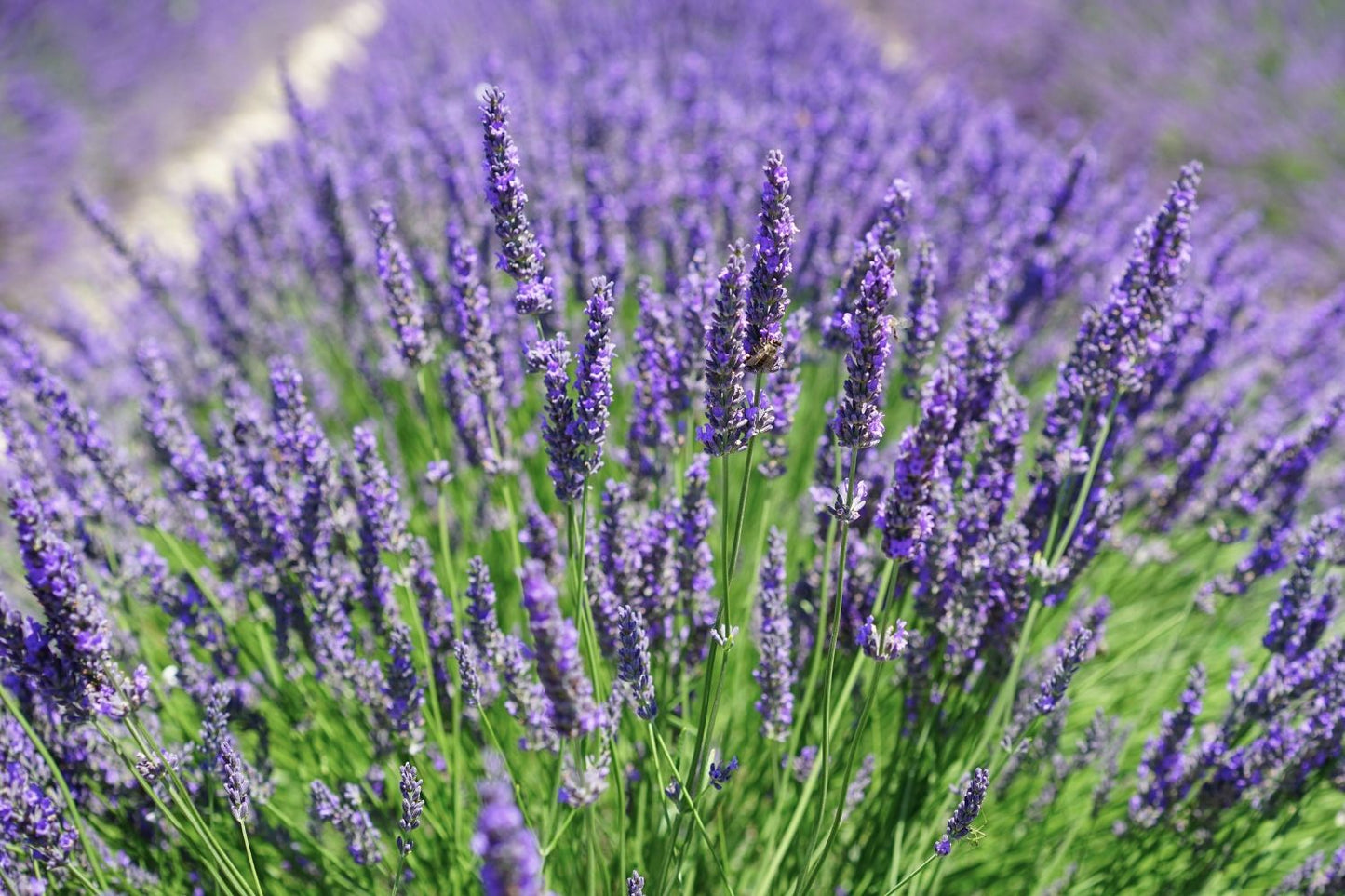 Lavandula x intermedia 'Phenomenal' ® Hochwachsender Lavendel