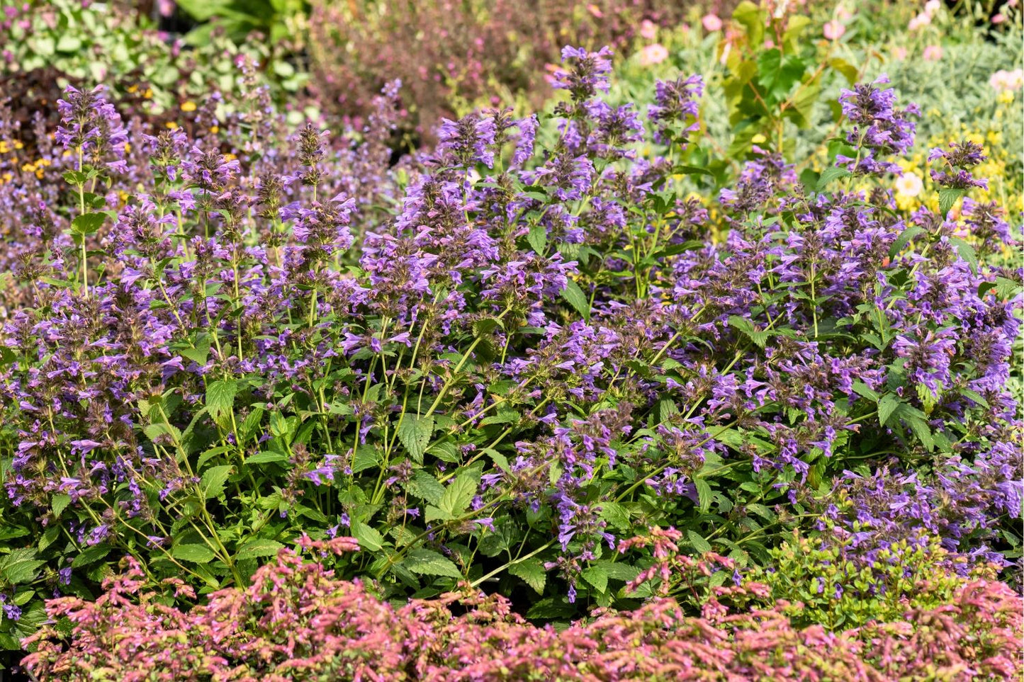 Nepeta 'Weinheim Big Blue' (Katzenminze)