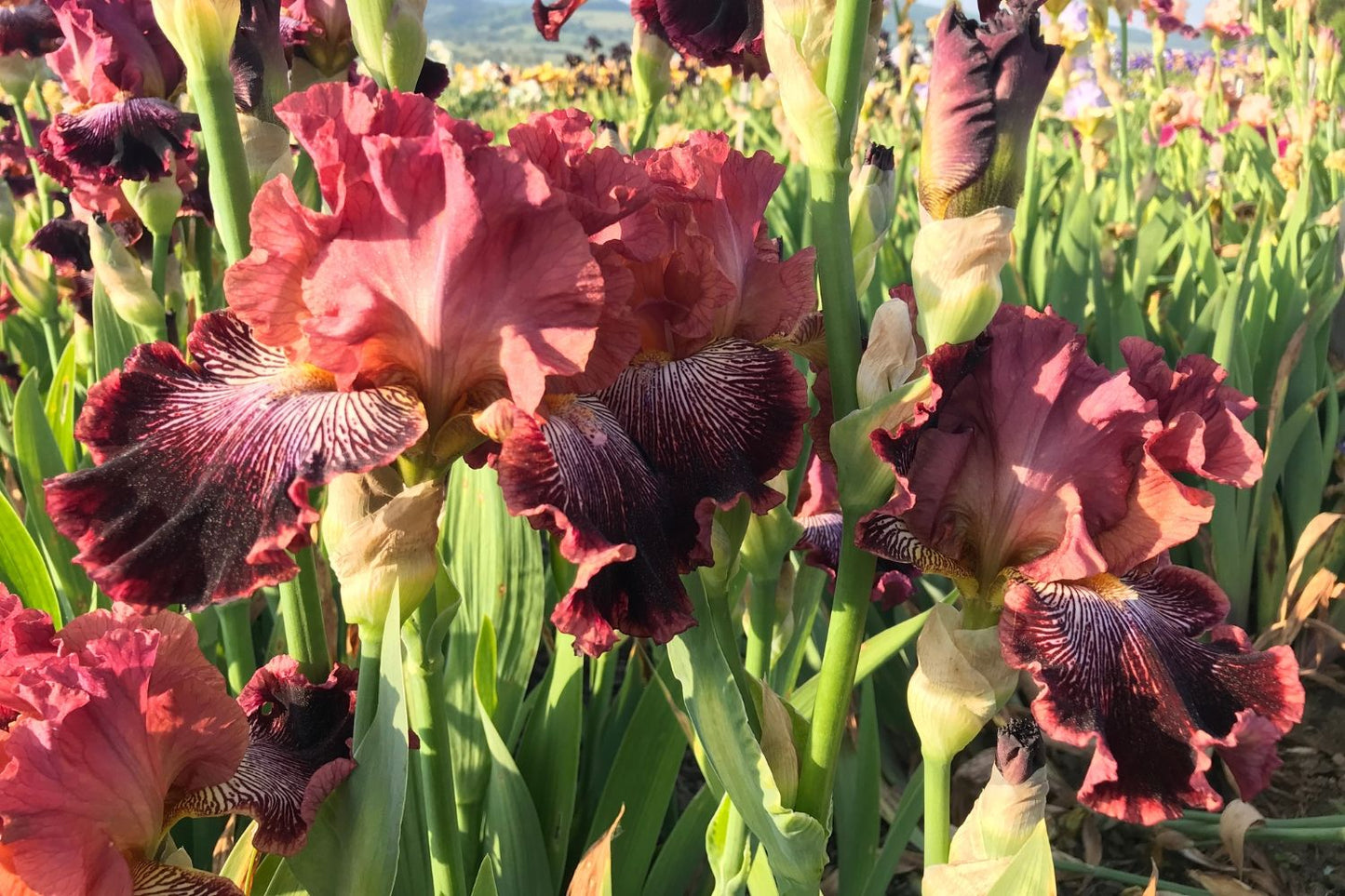 Iris Barbata-Elatior 'Duc de Sully' (Hohe Bartschwertlilie)