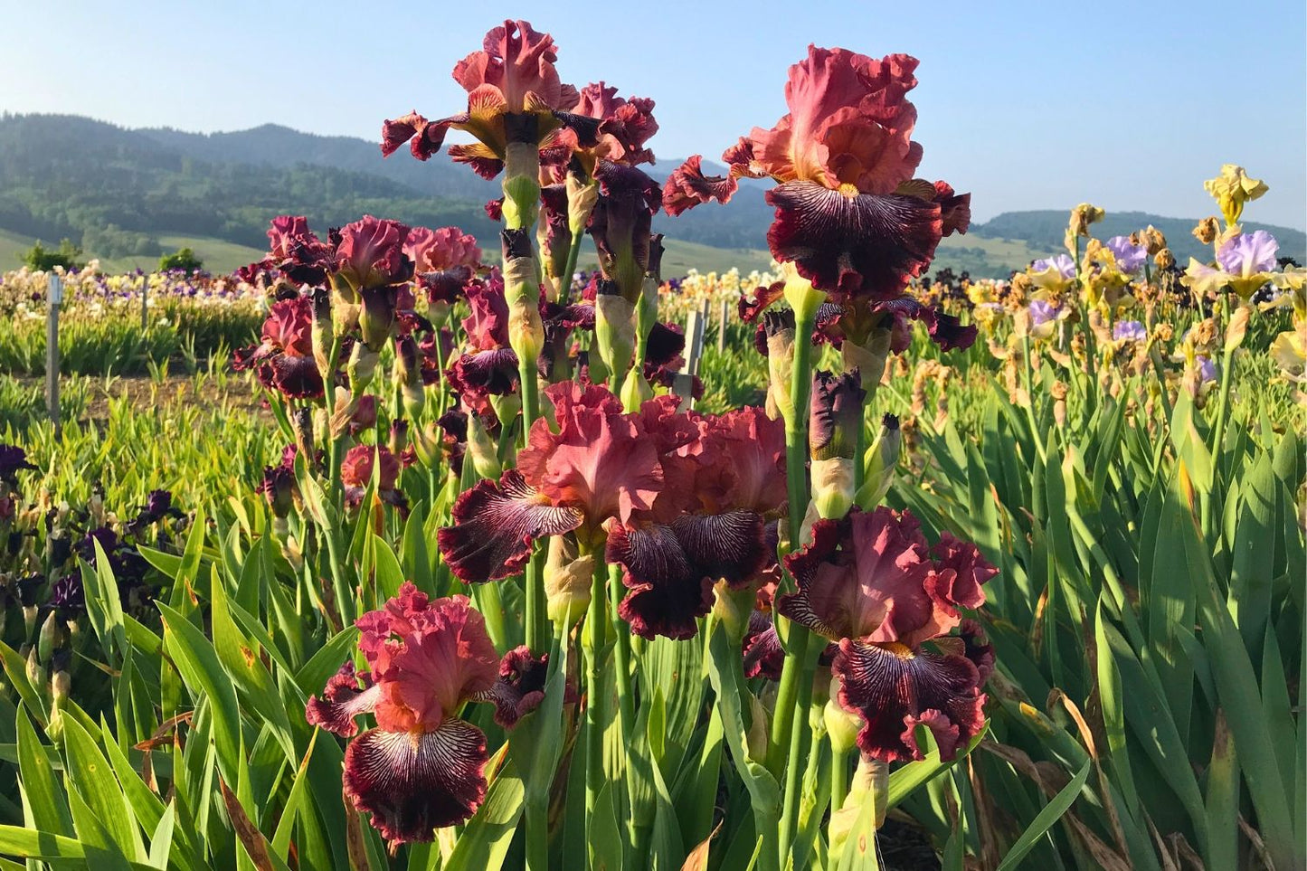 Iris Barbata-Elatior 'Duc de Sully' (Hohe Bartschwertlilie)