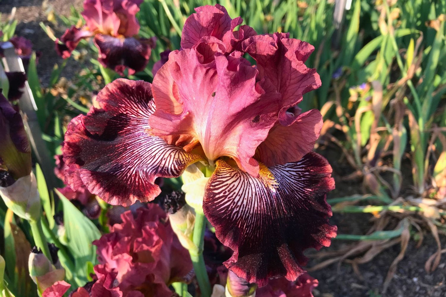 Iris Barbata-Elatior 'Duc de Sully' (Hohe Bartschwertlilie)