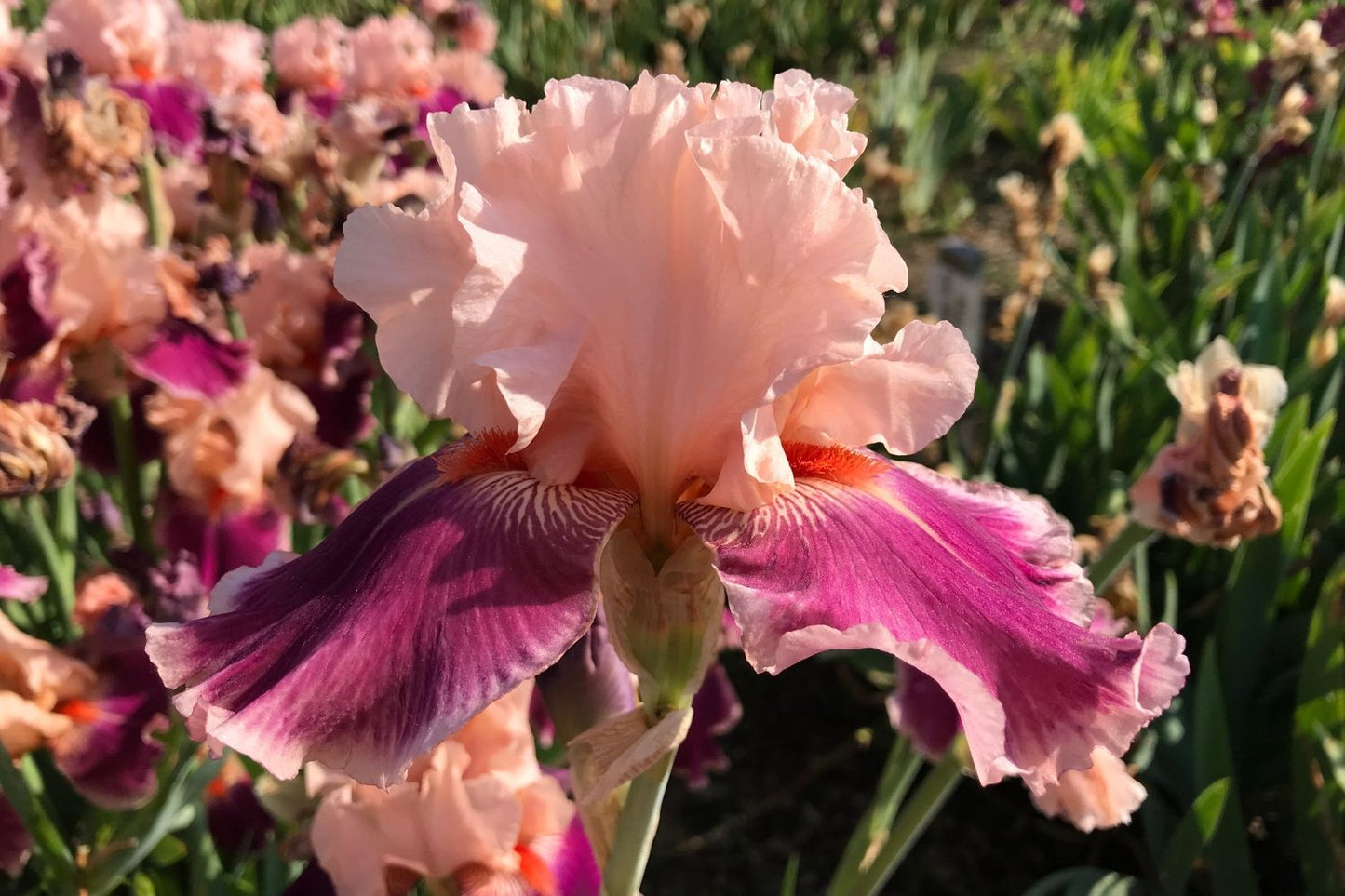 Iris Barbata-Elatior 'Cherry Blossom Song' Hohe Bartschwertlilie