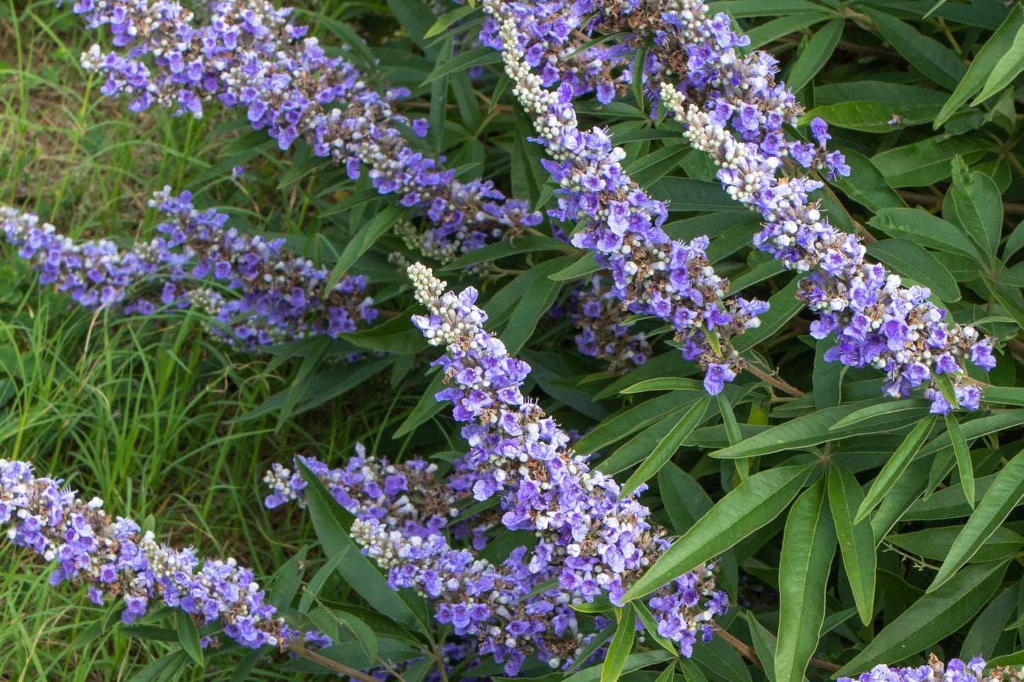 Vitex agnus-castus 'Blue Diddley' ® Mönchspfeffer 'Blue Diddley' ®
