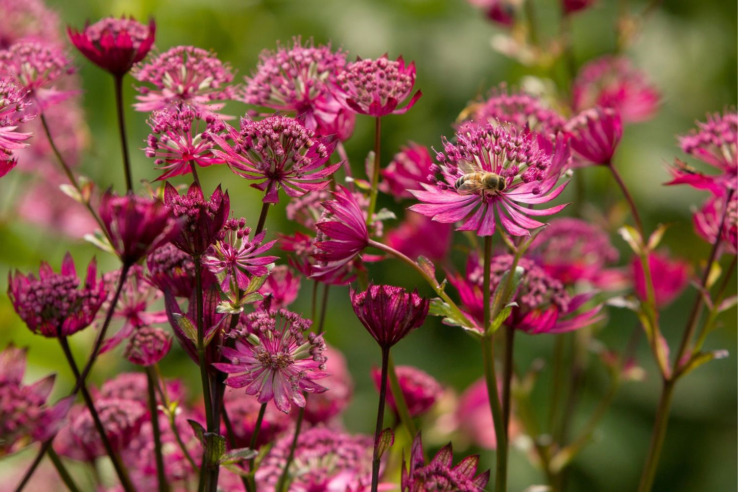 Astrantia major 'Sparkling Stars Red' Sterndolde
