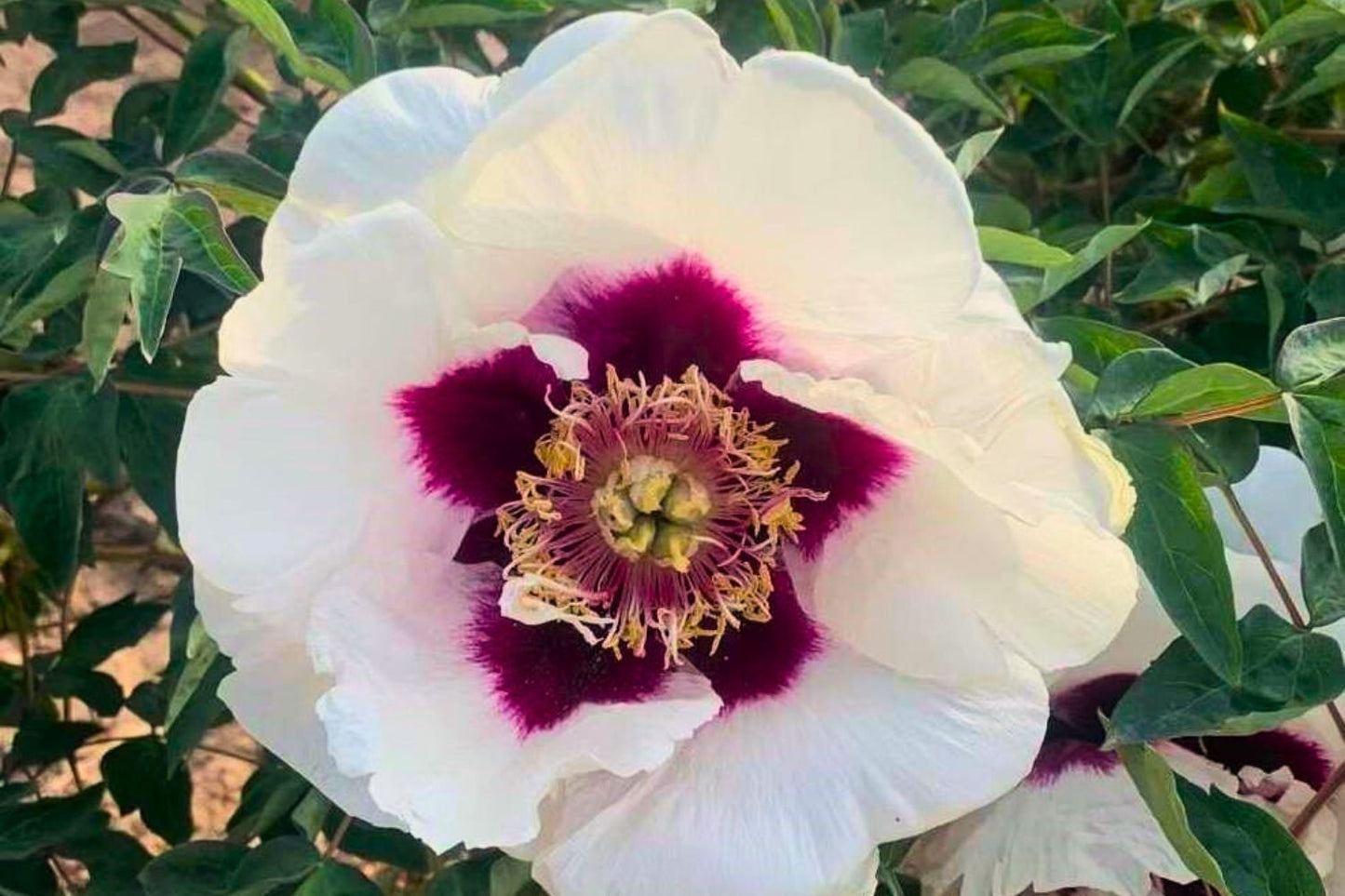 Paeonia rockii 'Shi Ji Ju Xing' Strauchpfingstrose