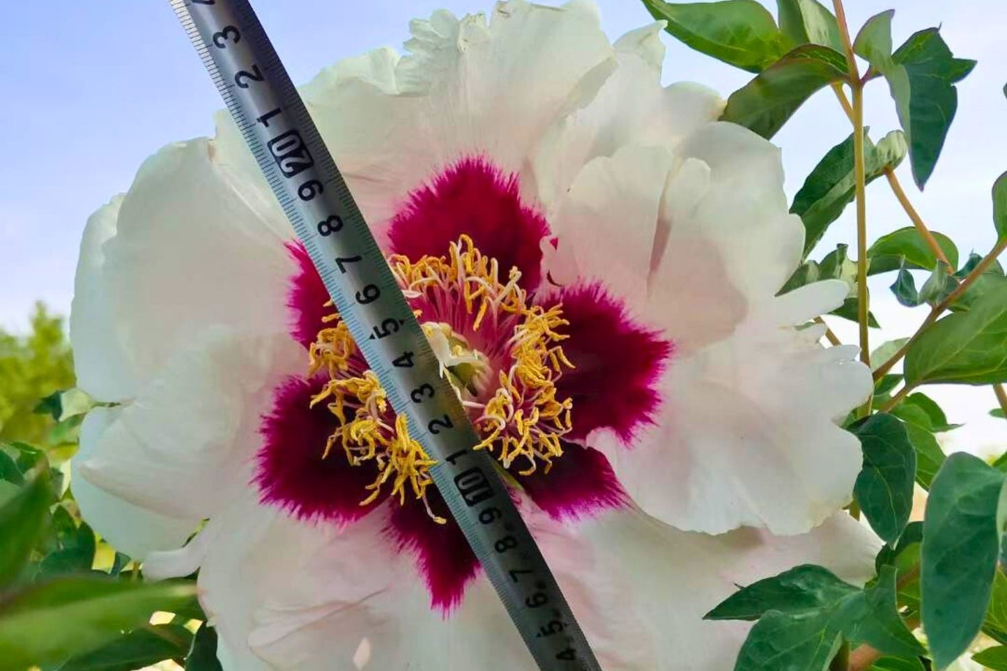 Paeonia rockii 'Shi Ji Ju Xing' (Strauchpfingstrose)