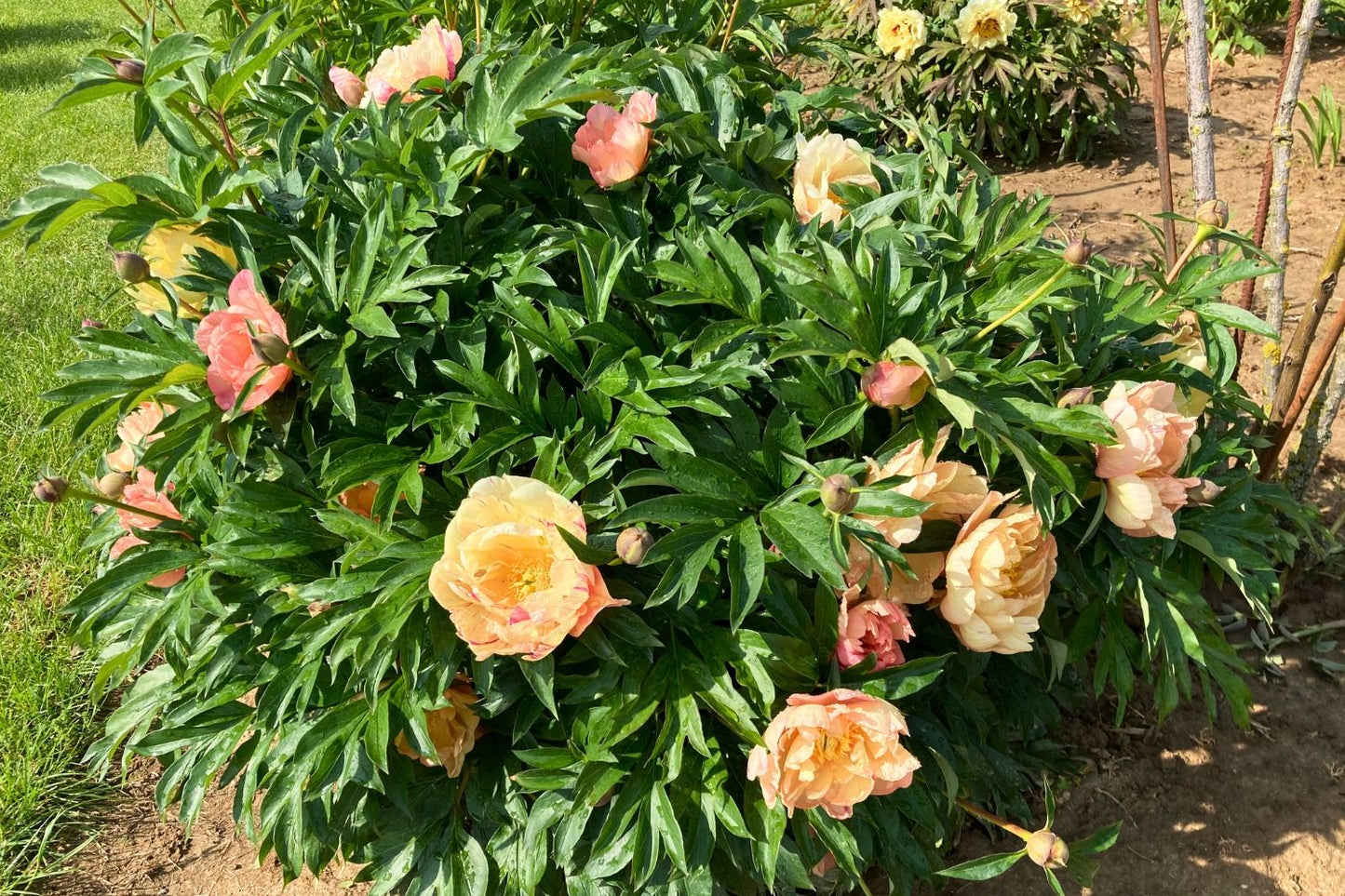 Paeonia Itoh-Hybride 'Singing in the Rain' (Intersektionelle Pfingstrose)