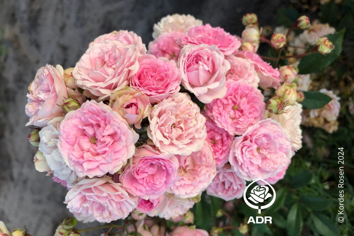 Rose 'Pashmina' ® Beetrose