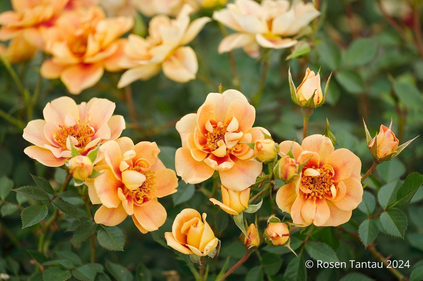 Rose 'Bienenweide' ® bernstein Beetrose