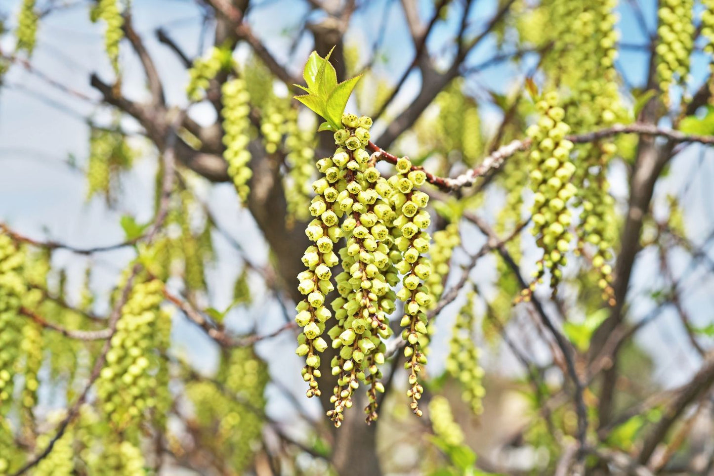 Stachyurus chinensis 'Celina' Perlschweif
