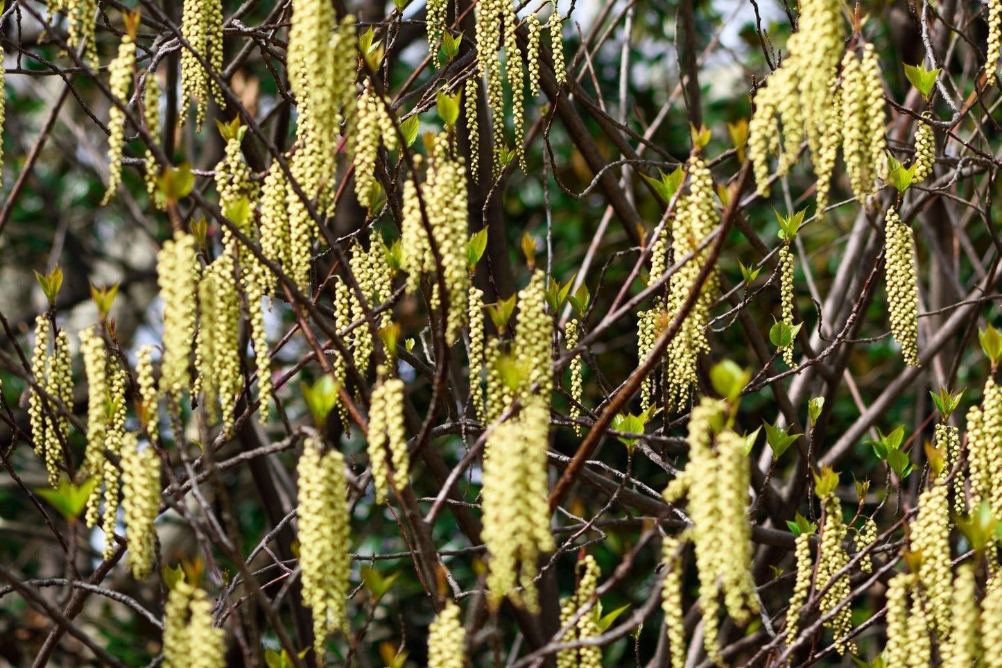 Stachyurus chinensis 'Celina' (Perlschweif)
