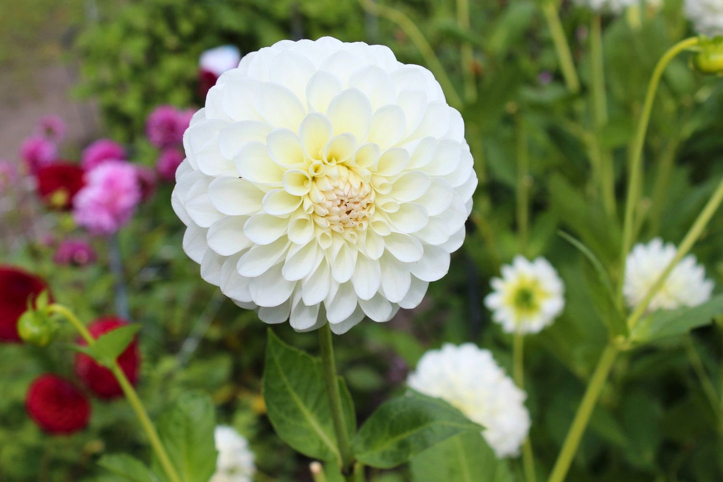 Dahlia 'Boom Boom White' Ball-Dahlie