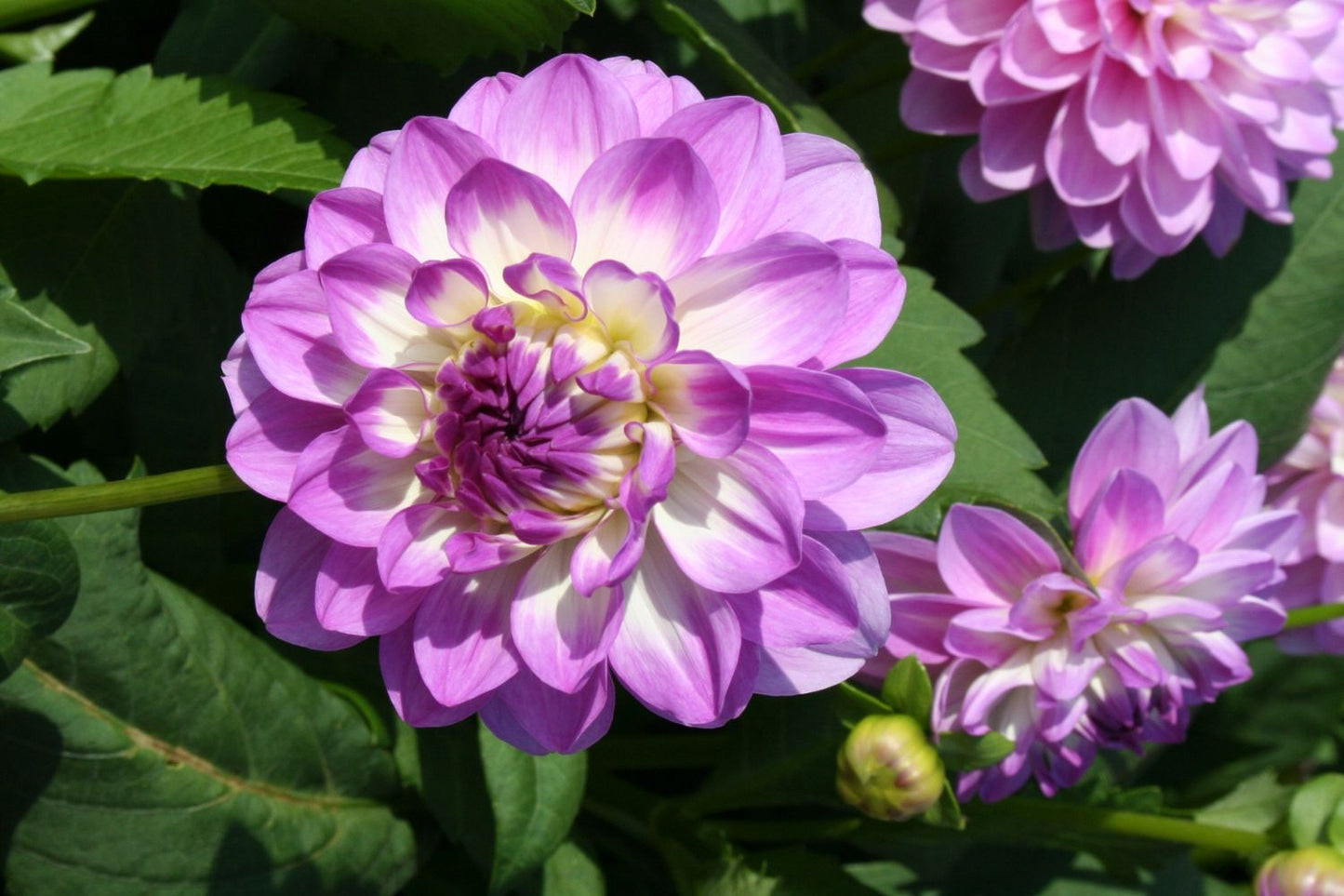 Dahlia 'Blue Wish' Seerosenblütige Dahlie