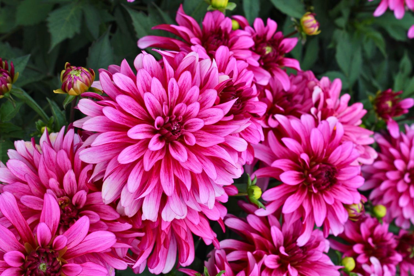 Dahlia 'Gallery Art Nouveau' Garten-Dahlie
