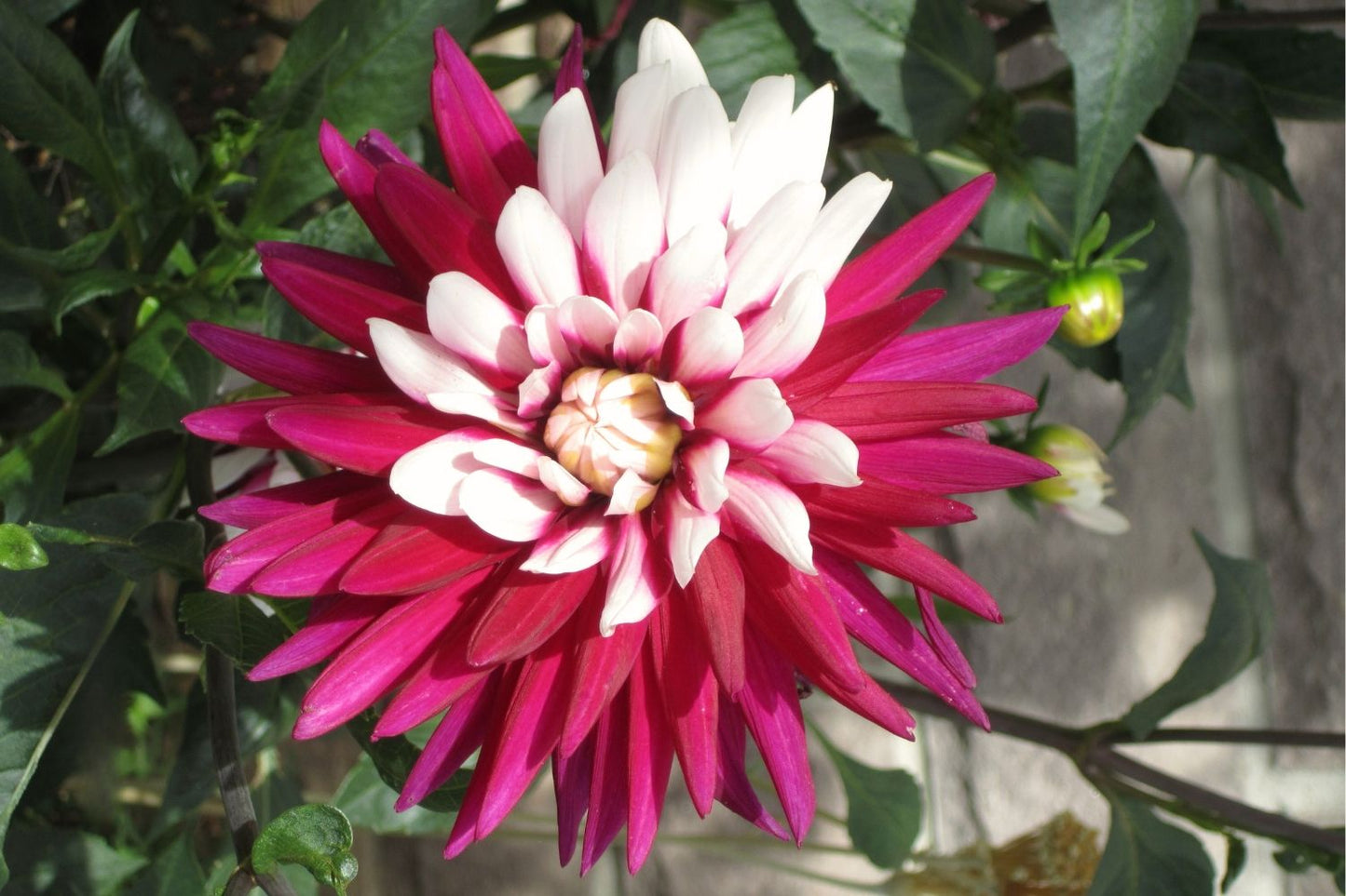 Dahlia 'Rebecca's World' Schmuck-Dahlie