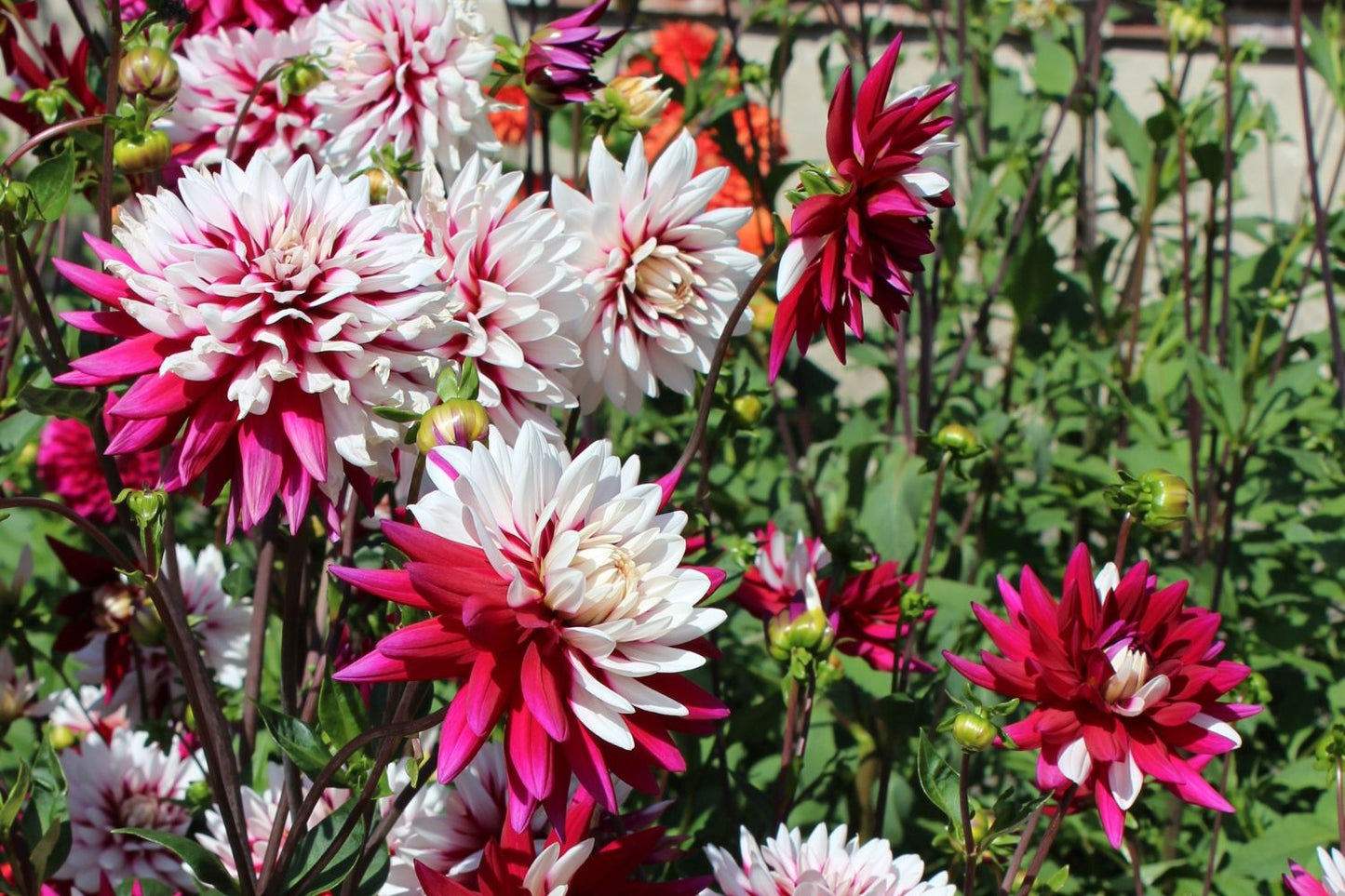 Dahlia 'Rebecca's World' (Schmuck-Dahlie)