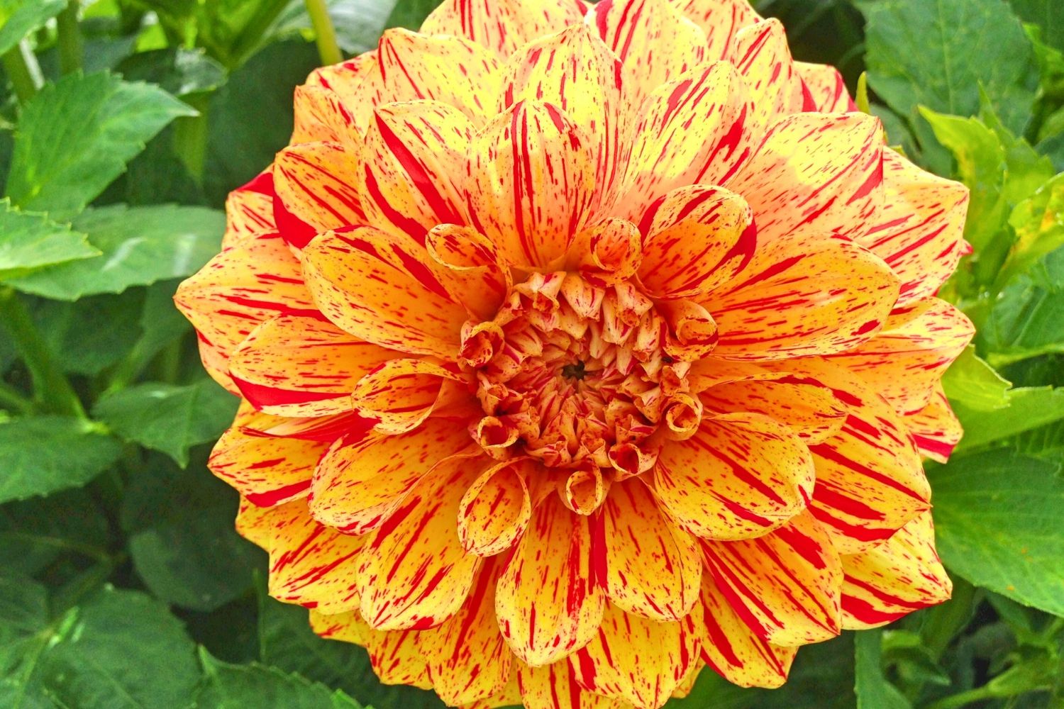 Dahlia 'Painted Madam' Schmuck-Dahlie